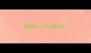 普通狗几个月开始训练