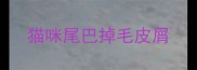 猫咪尾巴掉毛皮屑