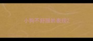 小狗不舒服的表现