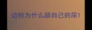 边牧为什么舔自己的尿
