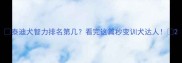 泰迪犬智力排名第几看完这篇秒变训犬达人