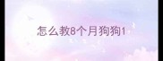 怎么教8个月狗狗