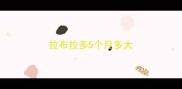 拉布拉多5个月多大