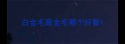 白金毛跟金毛哪个好看