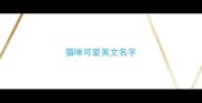 猫咪可爱英文名字
