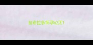 拉布拉多怀孕62天