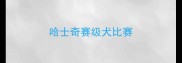 哈士奇赛级犬比赛