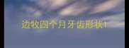 边牧四个月牙齿形状