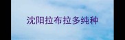 沈阳拉布拉多纯种