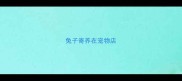 兔子寄养在宠物店