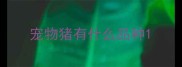 宠物猪有什么品种