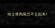 哈士奇狗尾巴不立起来