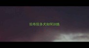 拉布拉多犬如何训练