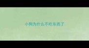 小狗为什么不吃东西了