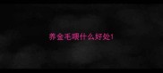 养金毛喂什么好处