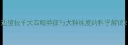 边境牧羊犬四眼特征与犬种纯度的科学解读