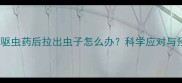 小狗吃完驱虫药后拉出虫子怎么办科学应对与预防指南