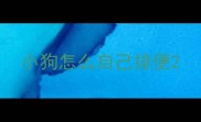 小狗怎么自己排便