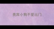 贵宾小狗不爱出门