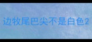 边牧尾巴尖不是白色