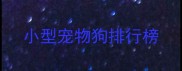 小型宠物狗排行榜
