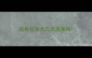 拉布拉多犬几天洗澡吗