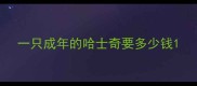 一只成年的哈士奇要多少钱