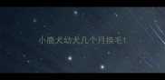 小鹿犬幼犬几个月换毛