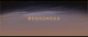 黑色短毛拉布拉多犬