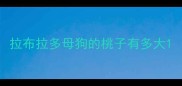 拉布拉多母狗的桃子有多大