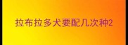 拉布拉多犬要配几次种