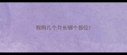 狗狗几个月长哪个部位
