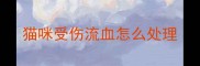 猫咪受伤流血怎么处理