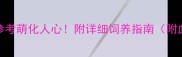 猫咪品种推荐及价格参考萌化人心附详细饲养指南附血统证书疫苗全攻略