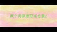 两个月萨摩耶毛发黄