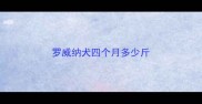 罗威纳犬四个月多少斤