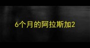 6个月的阿拉斯加