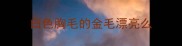 白色胸毛的金毛漂亮么