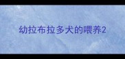 幼拉布拉多犬的喂养
