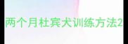 两个月杜宾犬训练方法