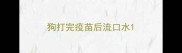 狗打完疫苗后流口水