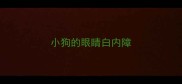 小狗的眼睛白内障