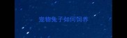 宠物兔子如何饲养