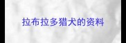 拉布拉多猎犬的资料