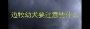 边牧幼犬要注意些什么