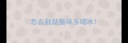 怎么鼓励猫咪多喝水