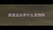 家庭适合养什么宠物狗