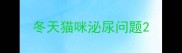 冬天猫咪泌尿问题