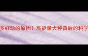 拉布拉多好动的原因高能量犬种背后的科学真相