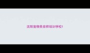 沈阳宠物美容师培训学校